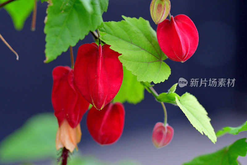 蒂罗尔灯/abutilon megapotamicum 花